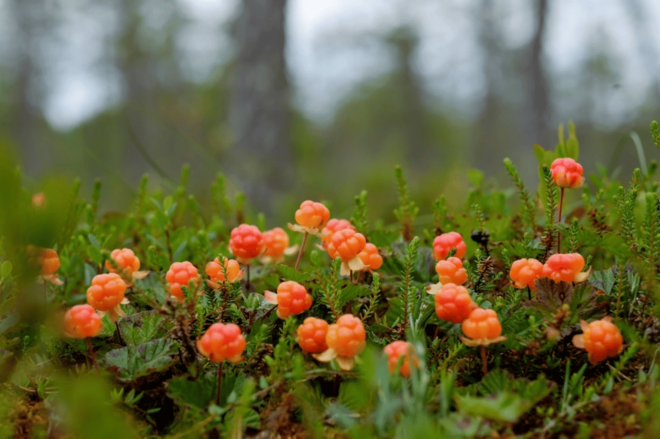 Wild Forest Mushrooms and Berries Picking Tour - Experience Highlights