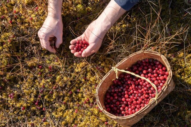 Wild Forest Mushrooms and Berries Picking Tour - Included Services