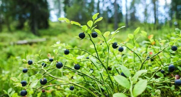 Wild Forest Mushrooms and Berries Picking Tour - Tips for a Successful Tour