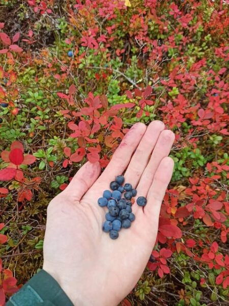 Wild Forest Mushrooms and Berries Picking Tour - Frequently Asked Questions