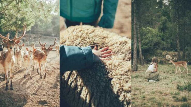 Wild Forest Reserve Foundation - Caretaker for a Day - Good To Know