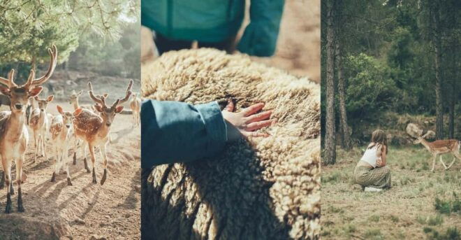 Wild Forest Reserve Foundation - Caretaker for a Day - Activities Included