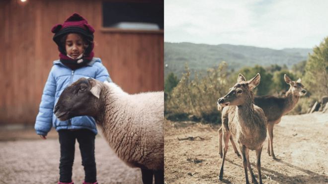 Wild Forest Reserve Foundation - Caretaker for a Day - Animal Care and Rehabilitation