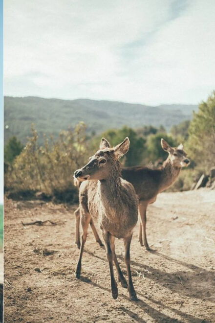 Wild Forest Reserve Foundation - Visit - Wildlife Rehabilitation and Recovery