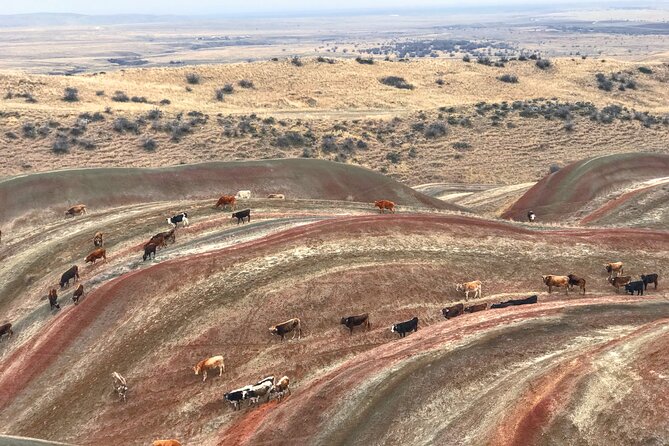 Wild Georgia 4WD PACK Adventure Through Kakheti and Kazbegi 2in1 - Additional Information