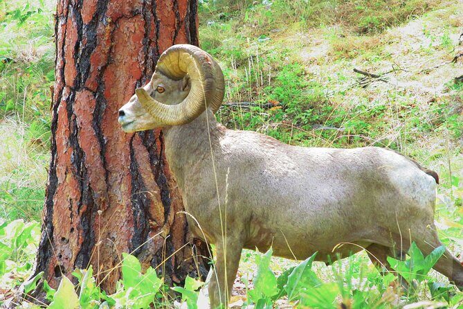 Wild Horse Island Flathead Lake Kayak Tour - Good To Know