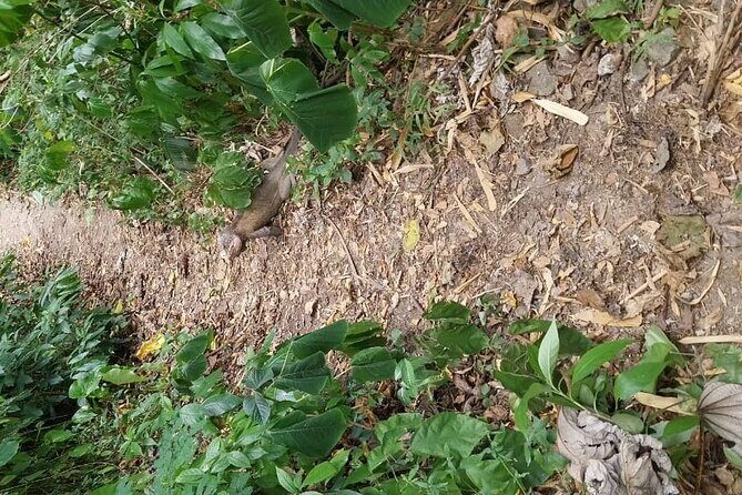 Wild Immersion: Hiking in the Heart of the Rainforest - The Experience from the Reviewers’ Perspective