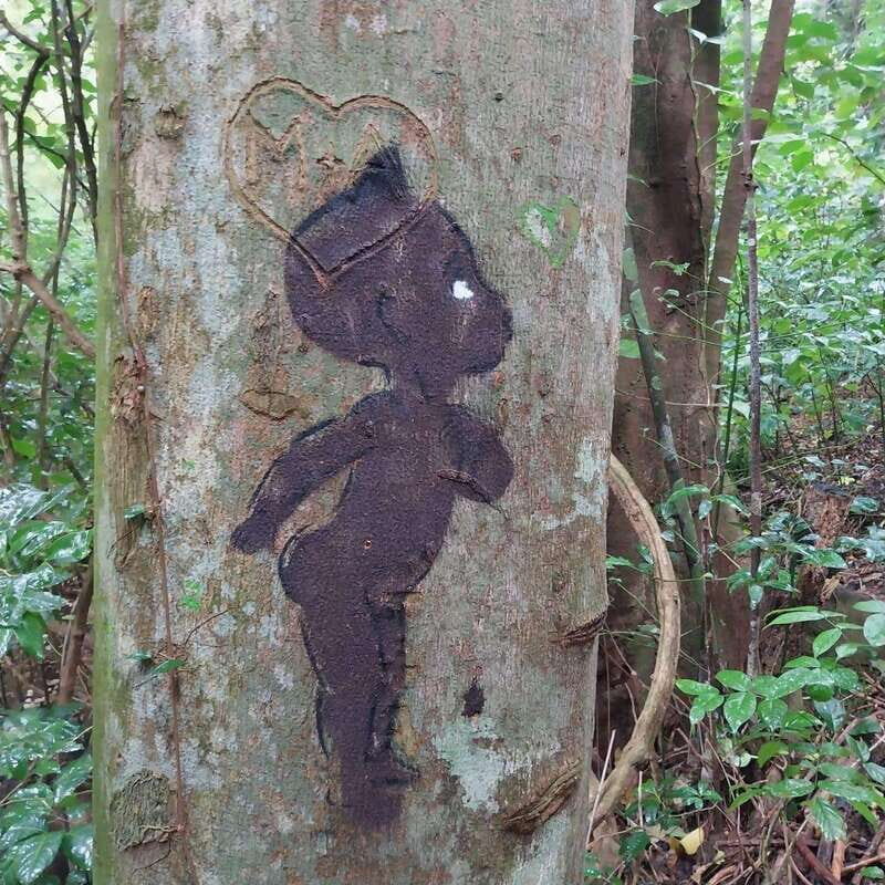 Wild Immersion : Hiking in the Heart of the Tropical Forest - Analyzing the Value