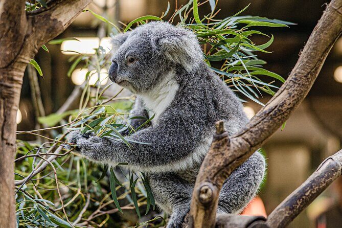 Wild Kangaroos, Blue Mountains and a Cruise - The Sum Up