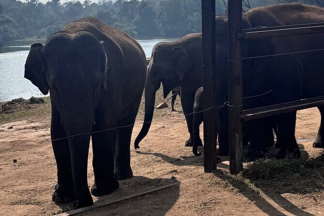 Wild Life Jeep Safari Tour at Bannerghatta with Private Transfer - Good To Know