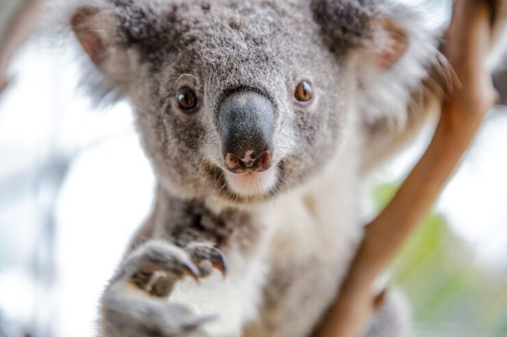 WILD LIFE Sydney Zoo - Ticket Information