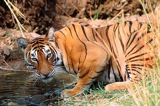 Wild Life Tour (JimCorbett 2Night) by Happyweekands.com - Good To Know