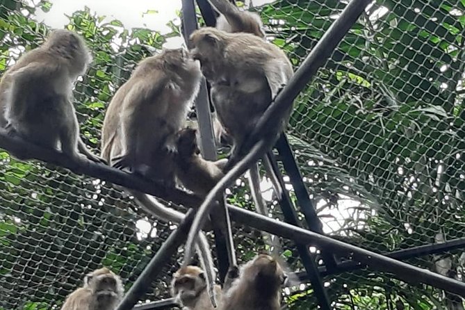 Wild Mauritius South Tour - Good To Know