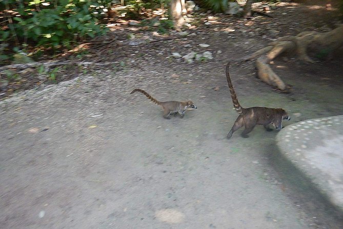 Wild Monkey Tour (Private, Half Day) - Wildlife Watching at Punta Laguna Nature Reserve