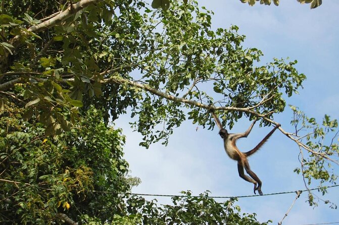 Wild Monkey Tour (Private, Half Day) - Native Flora and Fauna Encounter