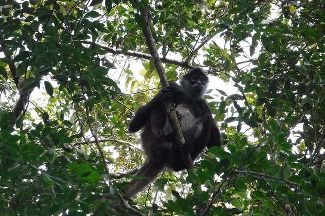Wild Monkey Tour (Private, Half Day) - Spotting Monkeys, Iguanas, and Tropical Birds