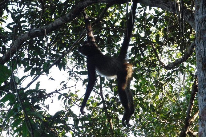 Wild Monkey Tour (Private, Half Day) - Round-Trip Transportation From Hotel