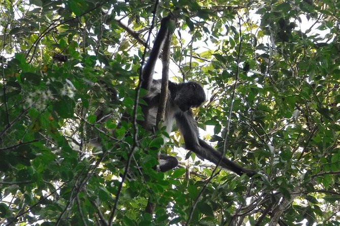 Wild Monkey Tour (Private, Half Day) - Traveler Tips and Reviews
