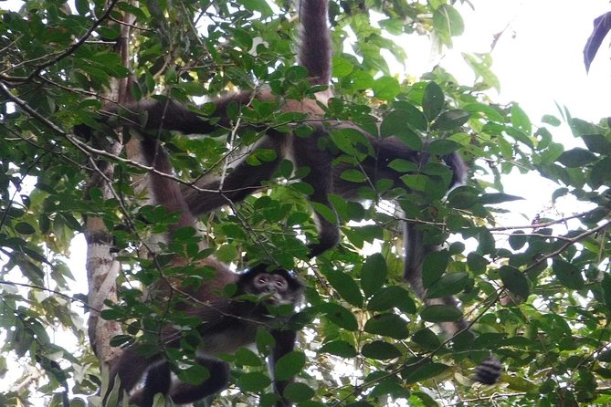 Wild Monkey Tour (Private, Half Day) - Tour Details and Inclusions