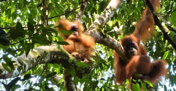 Wild Orangutan Trek: 2-Day Adventure in Gunung Leuser Park - Key Points
