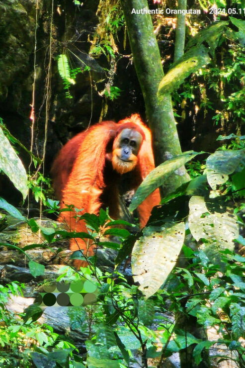 Wild Orangutan Trek: 2-Day Adventure in Gunung Leuser Park - Trekking Experience