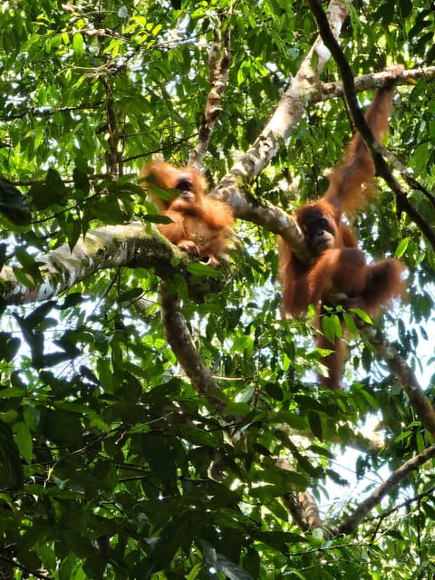 Wild Orangutan Trek: 2-Day Adventure in Gunung Leuser Park - Daily Itinerary