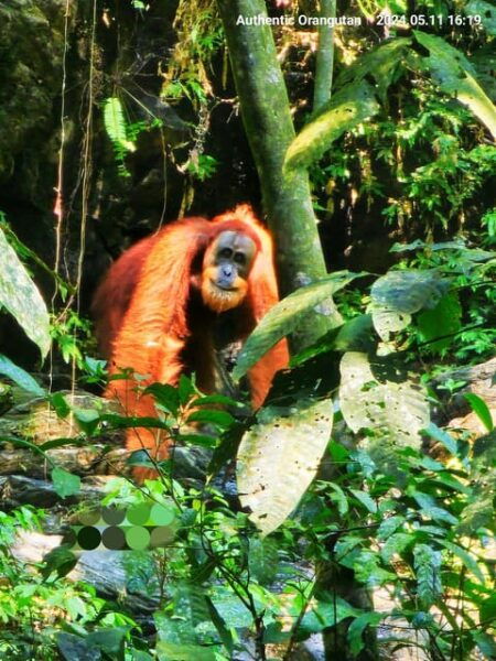 Wild Orangutan Trek: 2-Day Adventure in Gunung Leuser Park - Questions You May Have