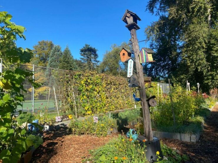 Wild Pickleball: "An Experience of Paddle, Nature and Fun - Activity Overview