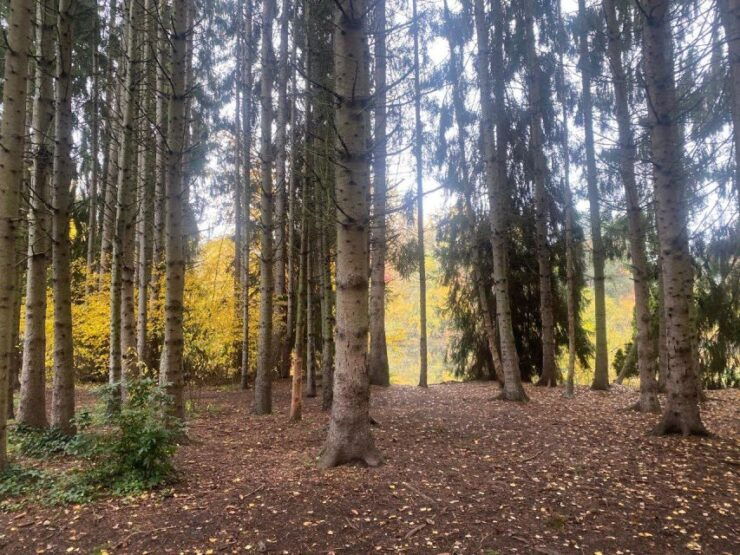 Wild Pickleball: "An Experience of Paddle, Nature and Fun - Booking Information