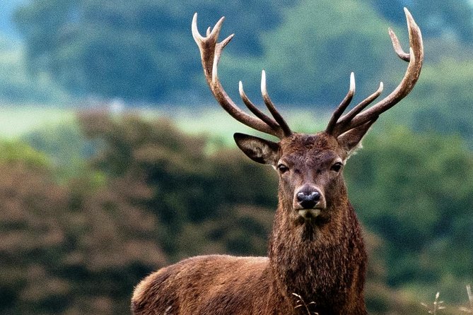 Wild Red Deer Viewing Safari, Connemara. Guided 3hrs - Overview and Inclusions