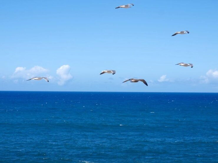 Wild Romantic Beaches - West Coast Guided Walk - Activity Description