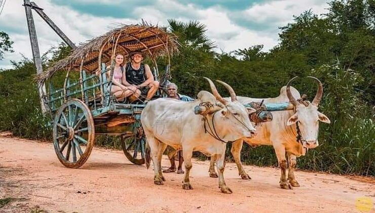 Wild Safari+Village Tour+Meal+Cooking Experience+NightStay - Safari and Wildlife Adventure