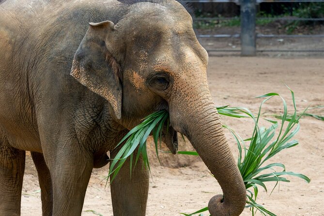 Wild Tales - Elephants at Melbourne Zoo - General Admission