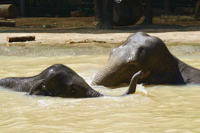 Wild Tales - Elephants at Melbourne Zoo - Meeting and Pickup