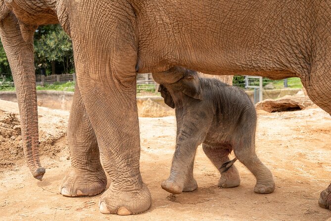 Wild Tales - Elephants at Melbourne Zoo - Additional Info