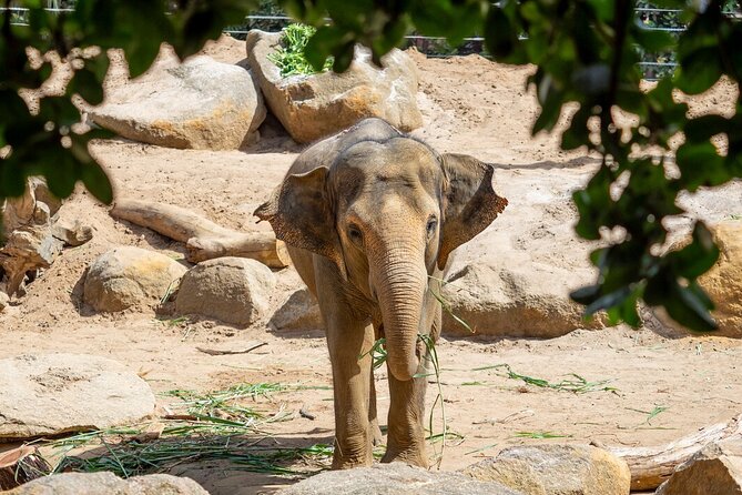Wild Tales - Elephants at Melbourne Zoo - Common Questions