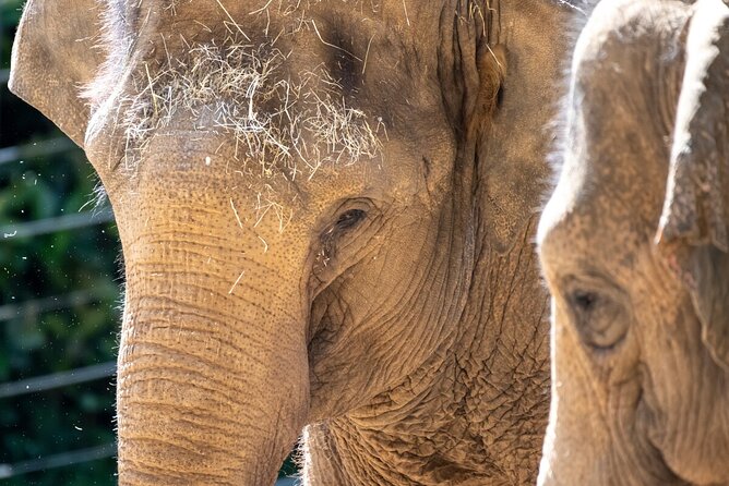 Wild Tales - Elephants at Melbourne Zoo - The Sum Up