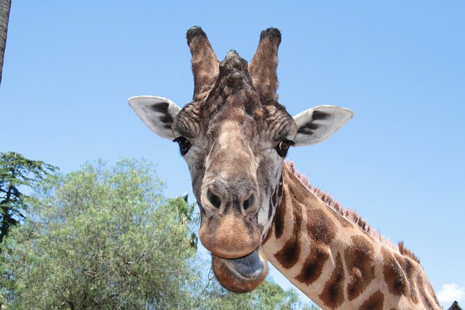 Wild Tales Rise & Shine at Melbourne Zoo - Meeting and Pickup