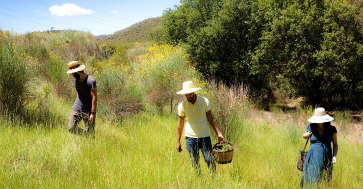 Wild Walk: Discover the Local Wild Flora - Focus on Wild Plant Properties