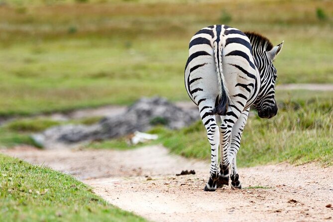 Wild Wonders: Kragga Kamma Game Park From Port Elizabeth - Overview and Duration