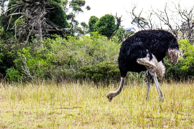 Wild Wonders: Kragga Kamma Game Park From Port Elizabeth - Whats Included