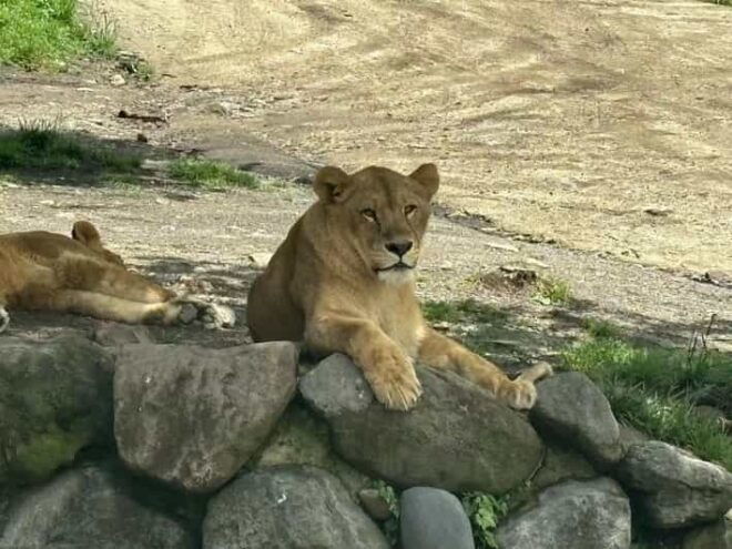 Wild Yufuin: A Day of Lakes, Zoos, and Wonders in Kyushu - Important Information
