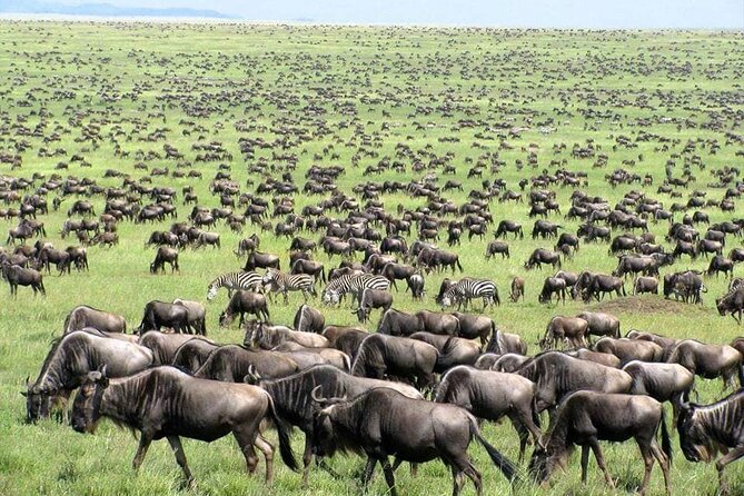 Wildebeest Migration in Masai Mara and Sightseeing 4 Days Tour - Wildlife Viewing Opportunities