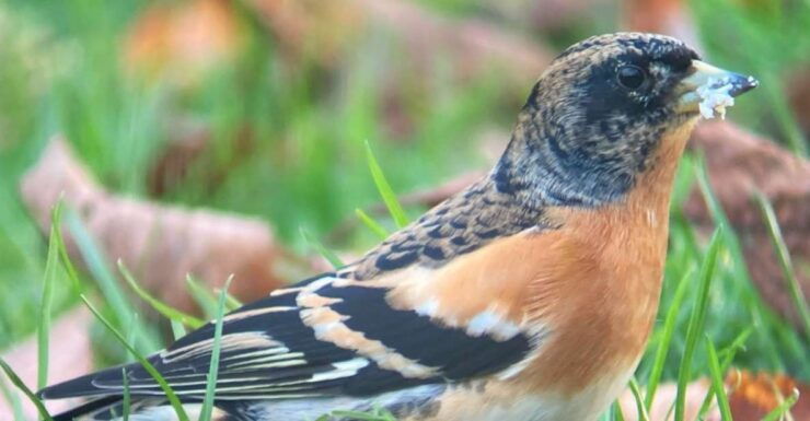 Wilder Skies - Somerset Nature Tours - Experience and Description