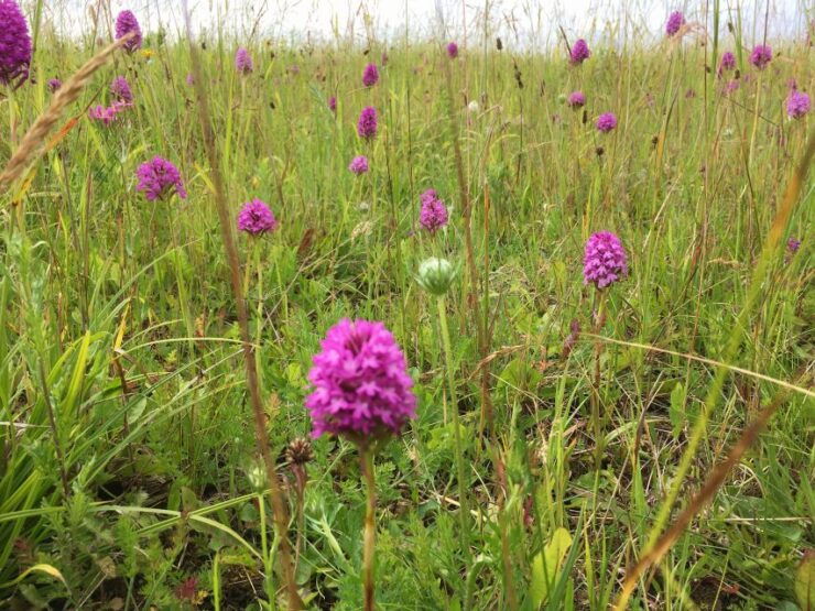 Wilder Skies - Somerset Nature Tours - Tour Options