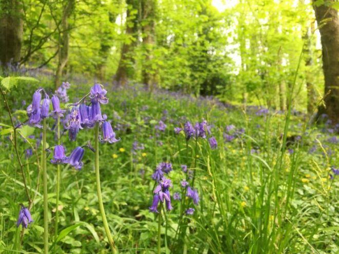 Wilder Skies - Somerset Nature Tours - The Sum Up
