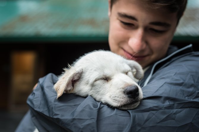 Wilderness Dog Sled Ride and Tour in Seward - Pickup and Meeting Details
