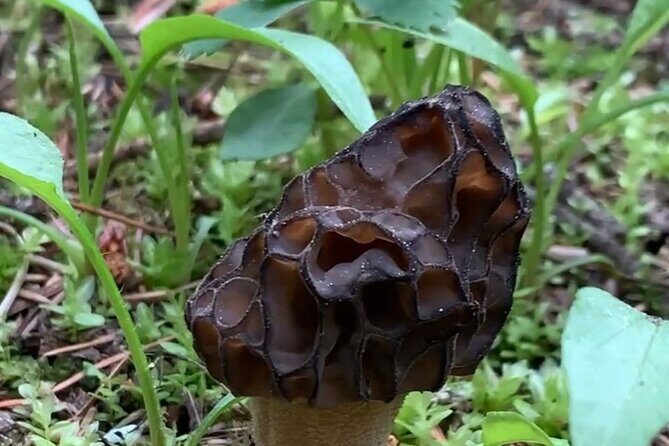 Wildfire Peak Nic - Why You Should Consider This Tour