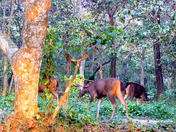 Wildlife: 3 Days Chitwan National Park Tour From Kathmandu - Key Points