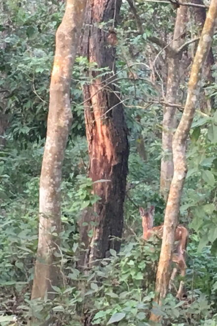 Wildlife: 3 Days Chitwan National Park Tour From Kathmandu - Day 1 Itinerary Details